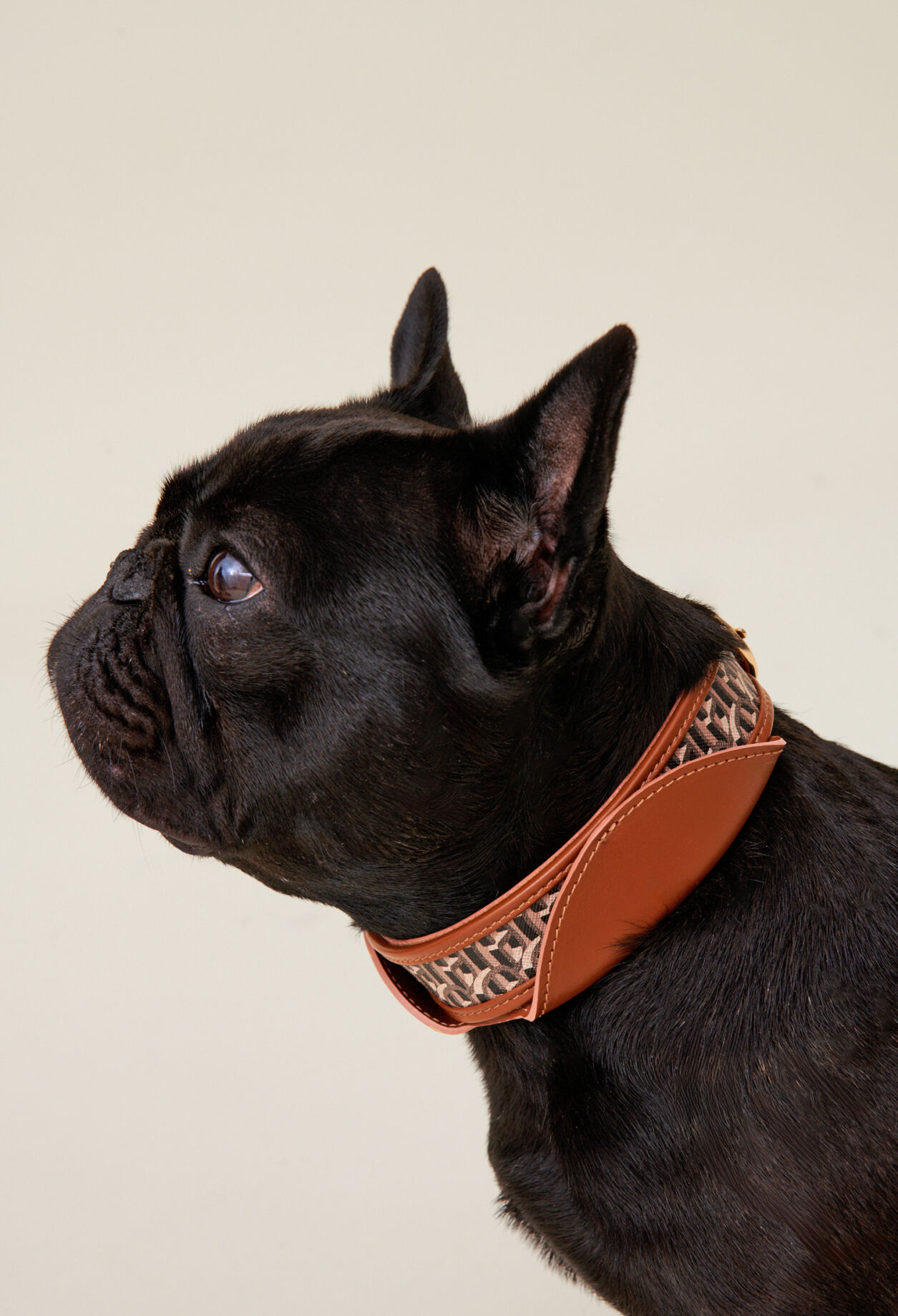 Collar perro monograma CP