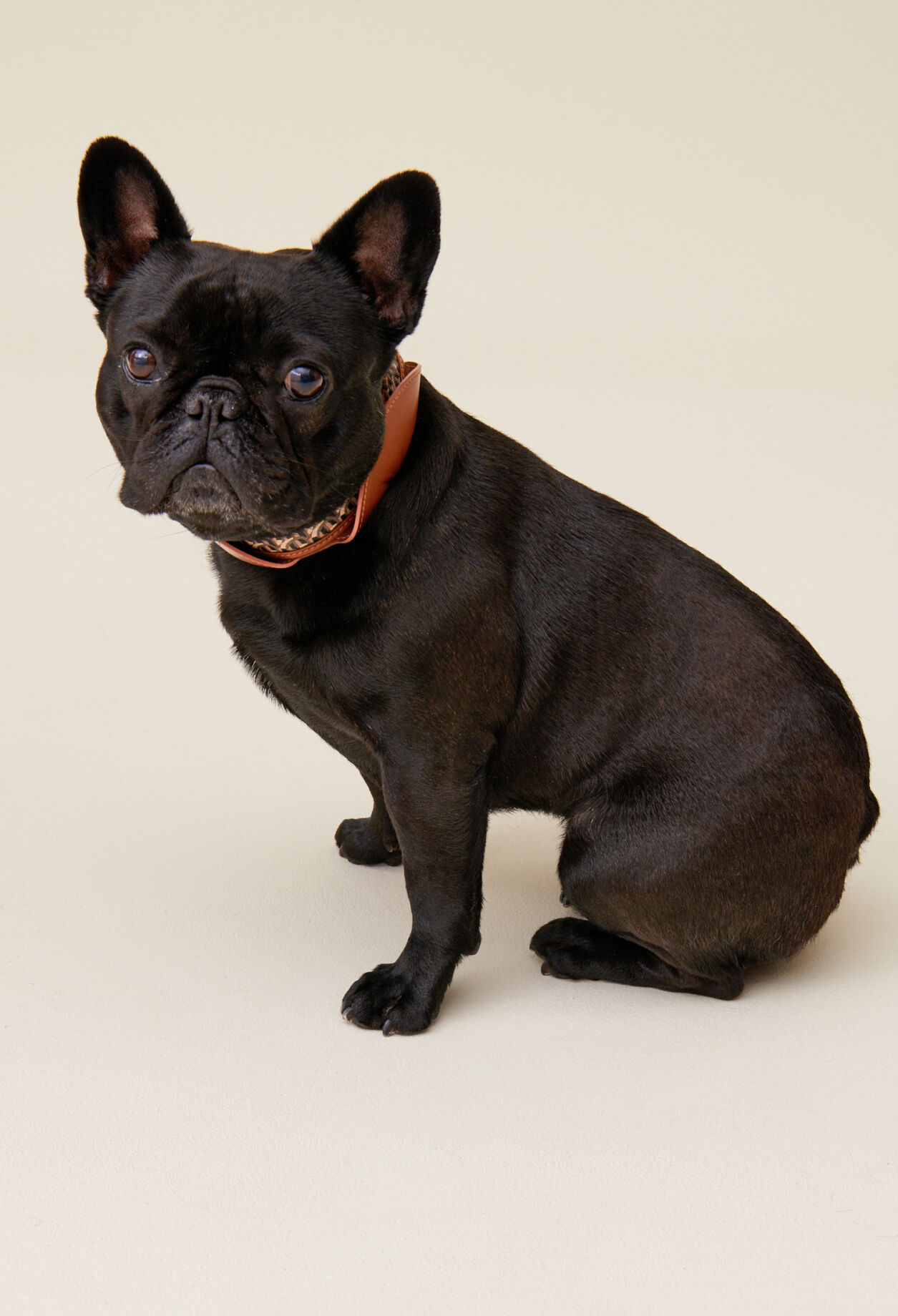 Collar perro monograma CP