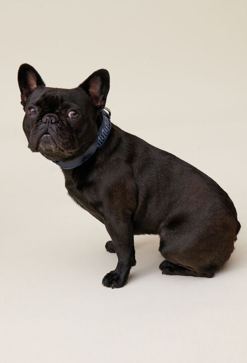 Collar perro monograma CP