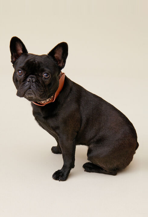 Collar perro monograma CP